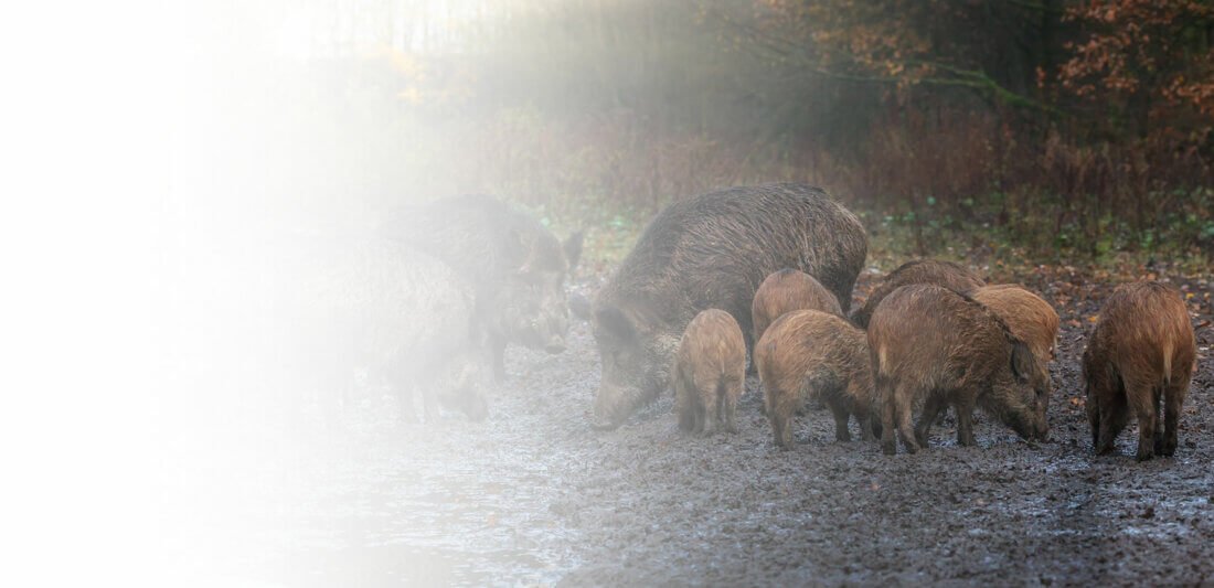 Animal-Control-1100x533